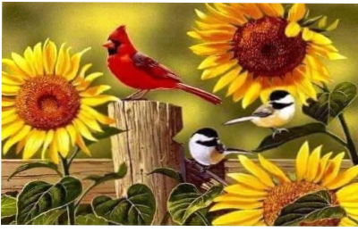 Cardinal with Sunflowers Sublimated Slate